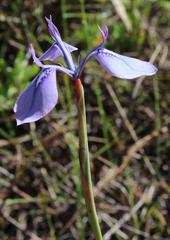 Moraea tripetala tripetala