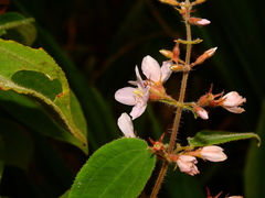 Ernestia granvillei