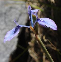 Moraea tripetala tripetala