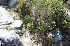 Moraea tripetala tripetala