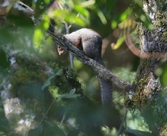 Heliosciurus rufobrachium