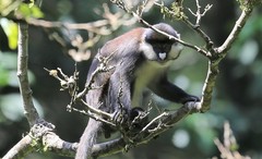 Cercopithecus ascanius