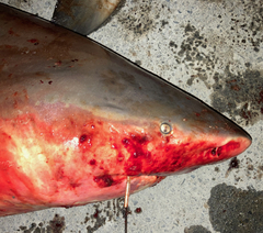 Carcharhinus amboinensis