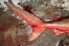 Carcharhinus amboinensis