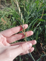 Elymus repens