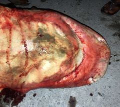 Carcharhinus amboinensis