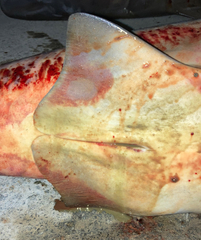 Carcharhinus amboinensis