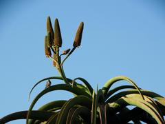 Aloidendron barberae