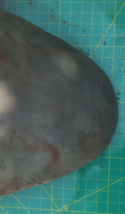 Carcharhinus amboinensis