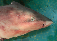 Carcharhinus amboinensis