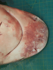 Carcharhinus amboinensis