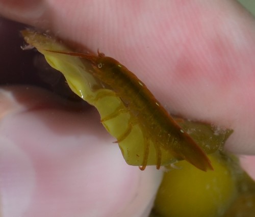 photo of Baltic Isopod (Idotea balthica)