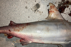 Carcharhinus amboinensis