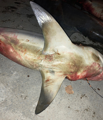 Carcharhinus amboinensis