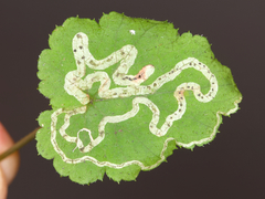 Phytomyza tigris