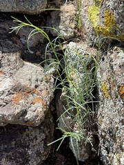 Porophyllum gracile