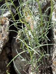 Porophyllum gracile