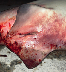 Carcharhinus amboinensis