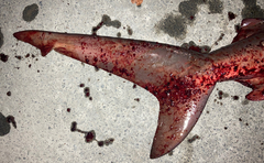 Carcharhinus amboinensis