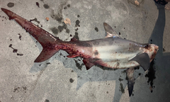 Carcharhinus amboinensis