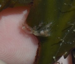 Clava multicornis image