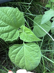 Physalis peruviana