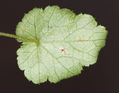 Phytomyza tigris
