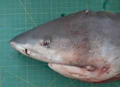 Carcharhinus amboinensis