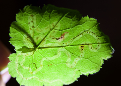 Phytomyza tigris