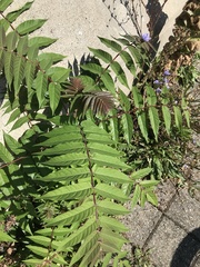 Ailanthus altissima