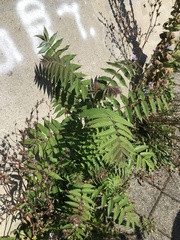 Ailanthus altissima