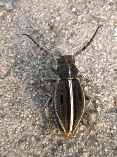Dorcadion holosericeum