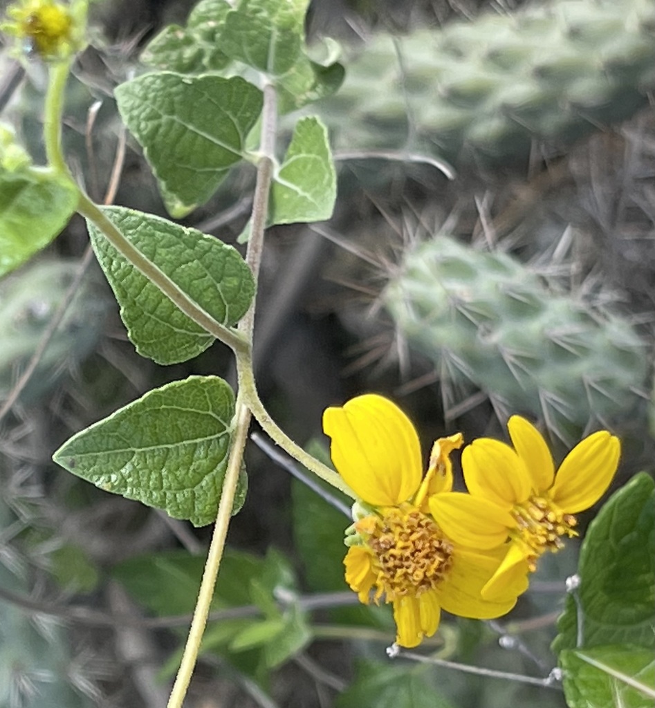 Bahiopsis triangularis