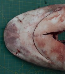 Carcharhinus amboinensis