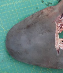 Carcharhinus amboinensis