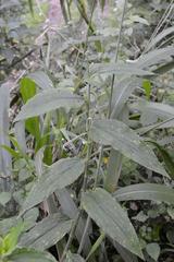 Aneilema aequinoctiale