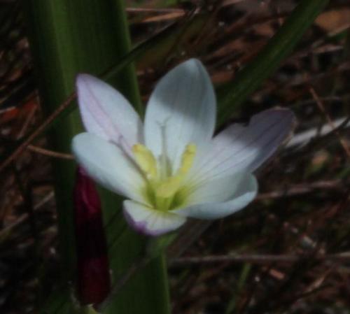 Geissorhiza umbrosa