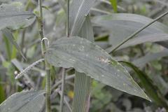 Aneilema aequinoctiale