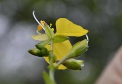 Aneilema aequinoctiale