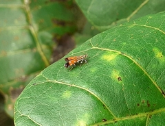 Tricyanaula aurantiaca