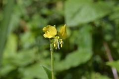 Aneilema aequinoctiale