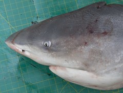 Carcharhinus amboinensis