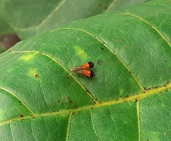 Tricyanaula aurantiaca