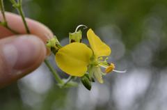 Aneilema aequinoctiale