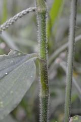 Aneilema aequinoctiale