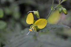 Aneilema aequinoctiale