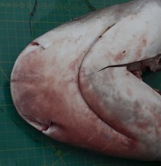 Carcharhinus amboinensis