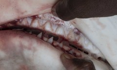 Carcharhinus amboinensis