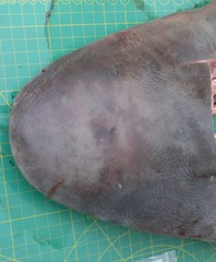 Carcharhinus amboinensis