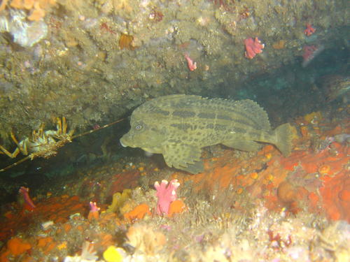 Smooth horsefish (Congiopodus torvus) — Congiopodidae